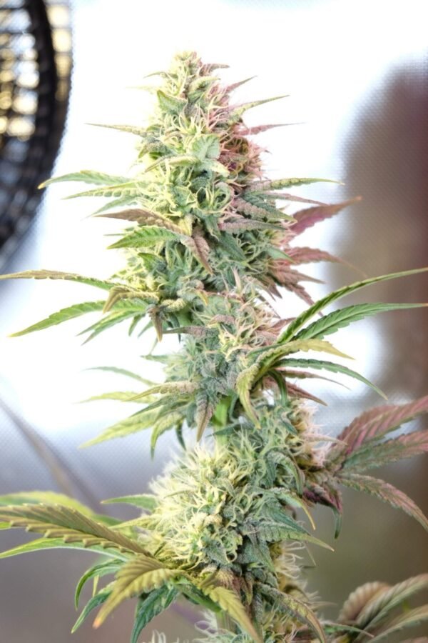 Where to Order OG Kush Autoflowering CBD Oil in USA