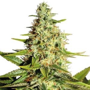 Buy Afghan Outdoor feminized Seeds online Marijuana dispensary in USA