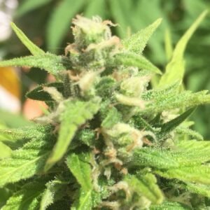 where to order Cheese Autoflowering online in USA