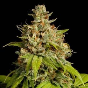 where to Buy Durban Poison Feminized online