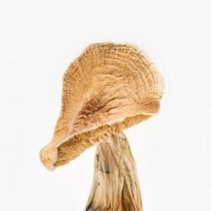 buy African Kobe Magic Mushrooms online dispensary
