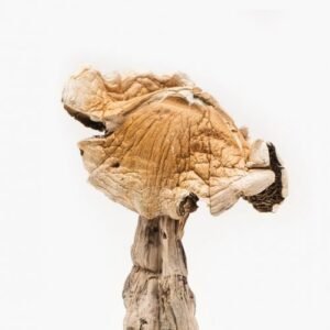 best Amazonian Magic Mushrooms online dispensary