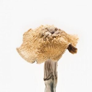 Buy Burmese Magic Mushrooms Online