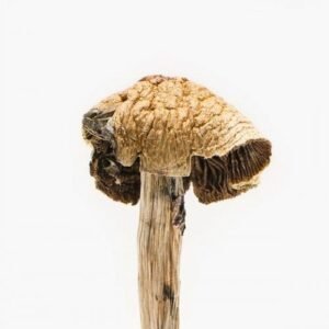 best Magic Mushrooms online dispensary