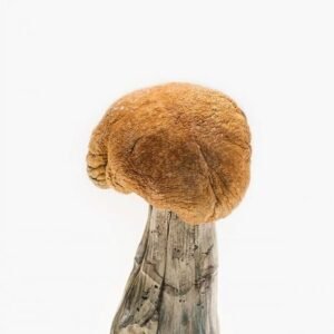 buy Vietnamese Magic Mushrooms online