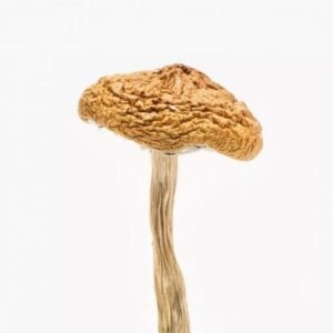 buy British Columbia Cyanescens online
