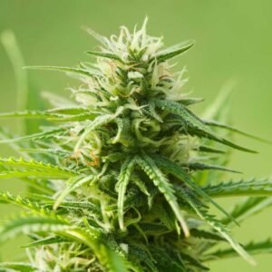 where to order AK 47 Autoflowering online in USA