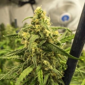 Where to Buy Big Bud Feminized Seeds Online in USA | THCWeedExpress