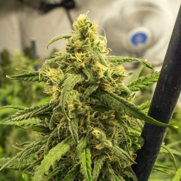 Where to Buy Big Bud Feminized Seeds Online in USA | THCWeedExpress