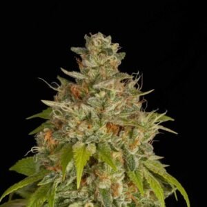 where to order Blue Dream Feminized cannabis seed online in USA