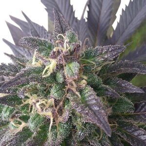 where to buy Blue Mystic Feminized Seeds online