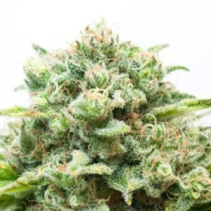 where to order Diesel Autoflowering online in USA