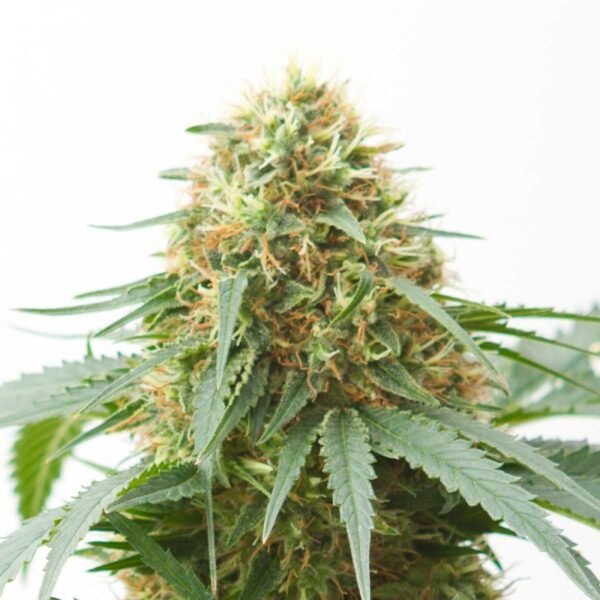 where to order Northern Light Autoflowering online in USA