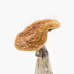 best Golden Teacher online dispensary