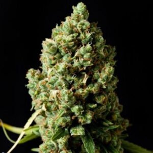 where to order Pineapple Express autoflowering online in USA