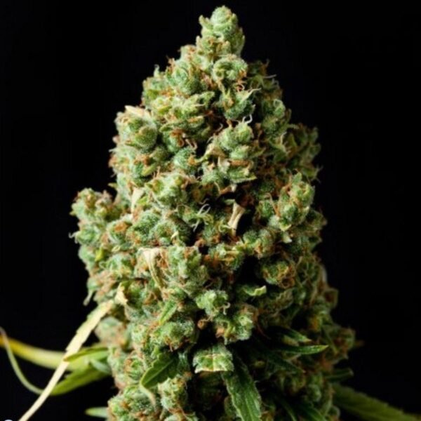 where to order Pineapple Express autoflowering online in USA
