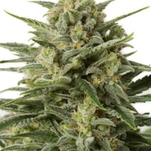 buy White Widow Autoflowering Seeds online dispensary in USA